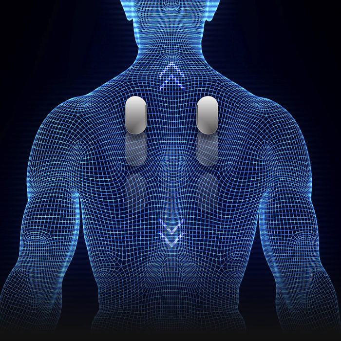 Blue wireframe human body model with two white oval objects on a black background